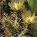 pterocactus  astrailes  long spines