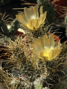 pterocactus  astrailes  long spines.                             