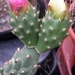 theprocactus  corotillus   mk 96