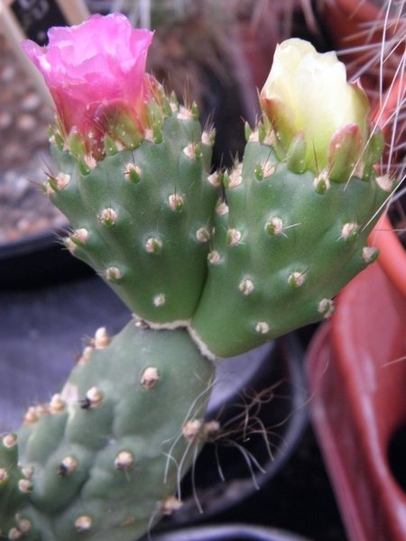 theprocactus  corotillus   mk 96