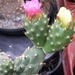 theprocactus  corotillus   mk 96.                                