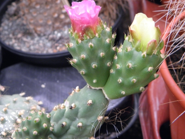 theprocactus  corotillus   mk 96.                                