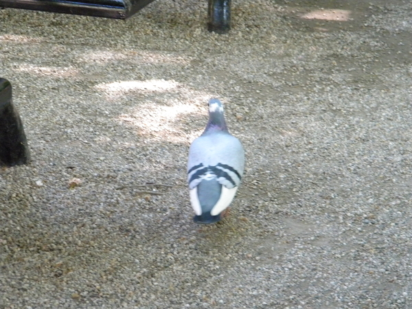 Een duif, maar wel wild.