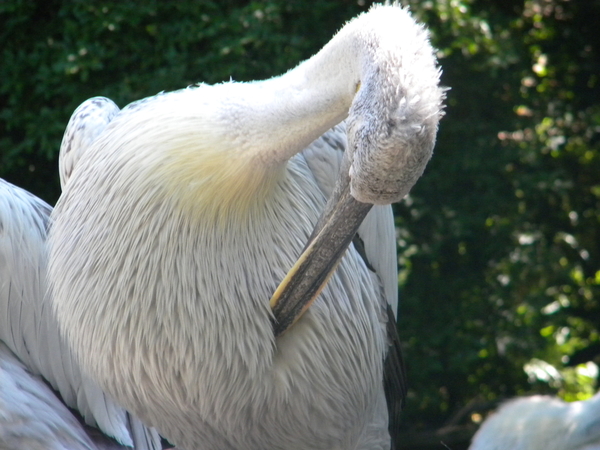 Da ien pluimke, te's nie te doen.