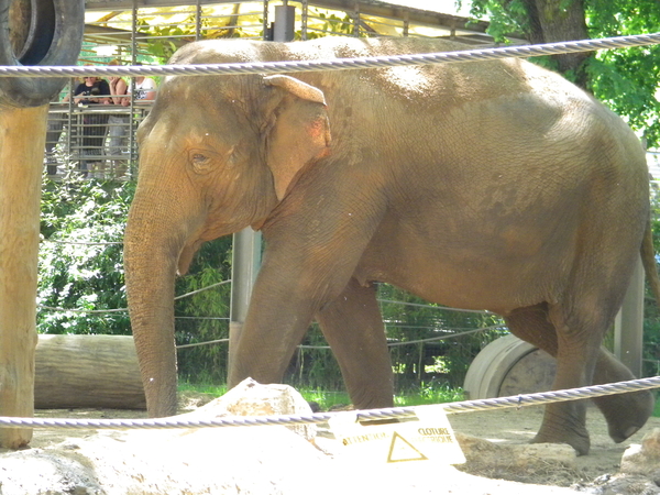 Voor ons is het ook warm.