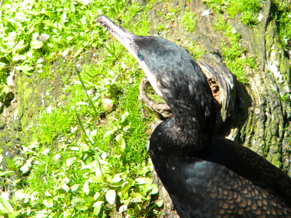 Als dat een vogel is, dan ben ik een muis.