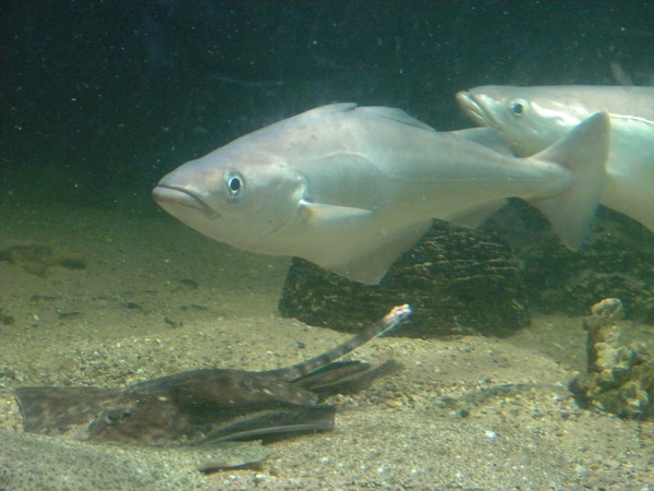 Ge moet noar diene platte kijken.