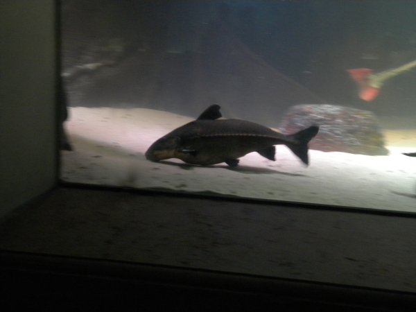 Ik ben een stofzuigervis.