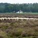 Schaapskudde bij boerderij van Ark