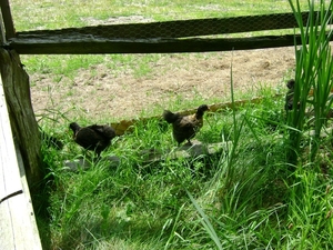 ook gras is lekker