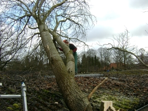 ontmanteling van de kruin