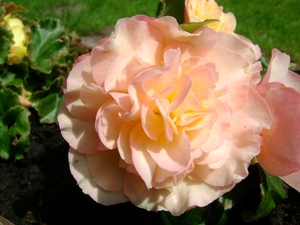 knolbegonia rose