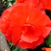 knolbegonia rood