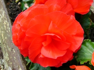 knolbegonia rood
