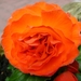 knolbegonia oranje