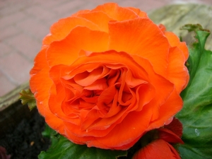 knolbegonia oranje