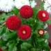 Bellis Perennis