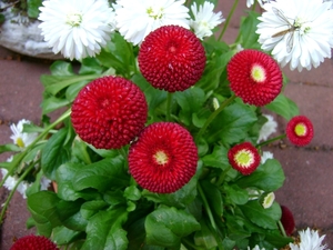 Bellis Perennis