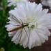 Bellis met insect
