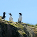 Kittiwakes.