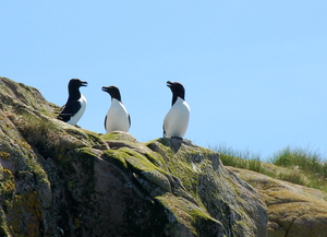 Kittiwakes.