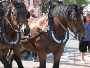 Nieuwpoort Vakantie ZZ 2010 Ter duinen 245