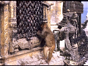 Swayanbunath  (Nepal)