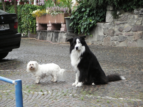 Meran (03)