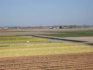 keukenhof (13)