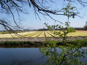 keukenhof (19)