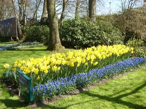 keukenhof (3)