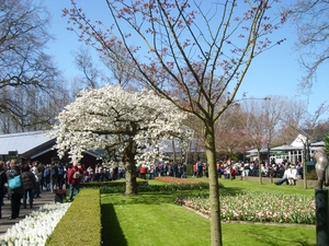 keukenhof (38)