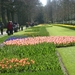 keukenhof (49)