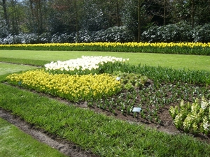 keukenhof (51)