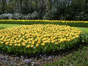 keukenhof (53)