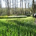 keukenhof (58)