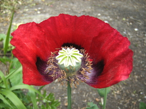 2010 bloemen 1 (195)