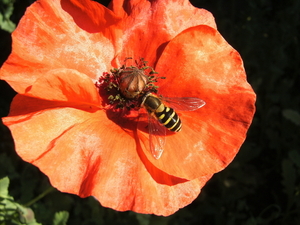 2010 bloem+ruilare open tuin (13)