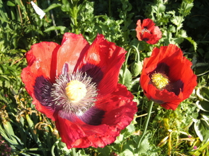 2010 bloem+ruilare open tuin (16)