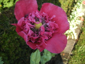 2010 bloem+ruilare open tuin (3)