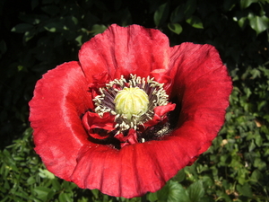 2010 bloemen 1 (203)