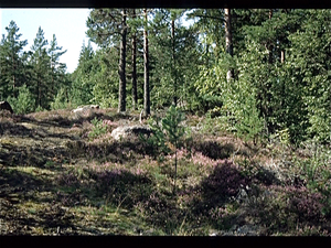 Natuur in zuid-west Finland