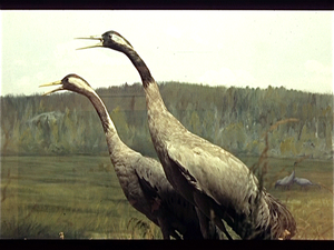 Turku Natuurhistorisch Museum