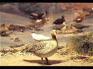 Turku Natuurhistorisch Museum