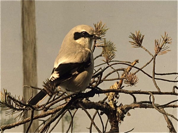 Turku Natuurhistorisch Museum