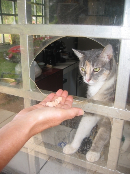 2006-12  090 Etenstijd voor de poes