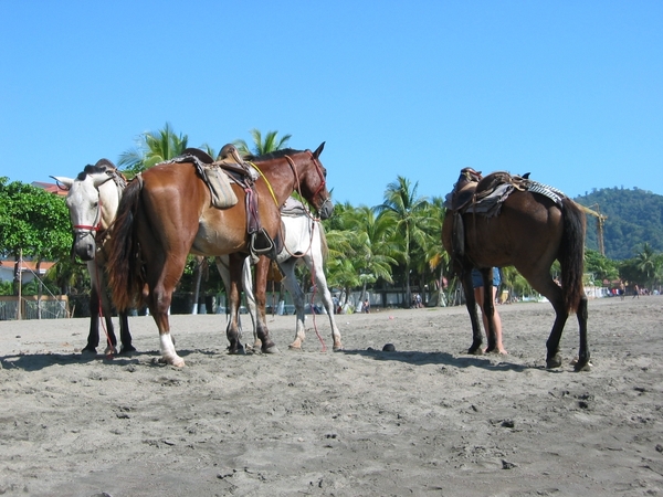 2006-12  268 Jaco-paarden 01-01-07