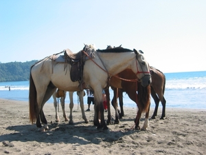 2006-12  269 Jaco paarden