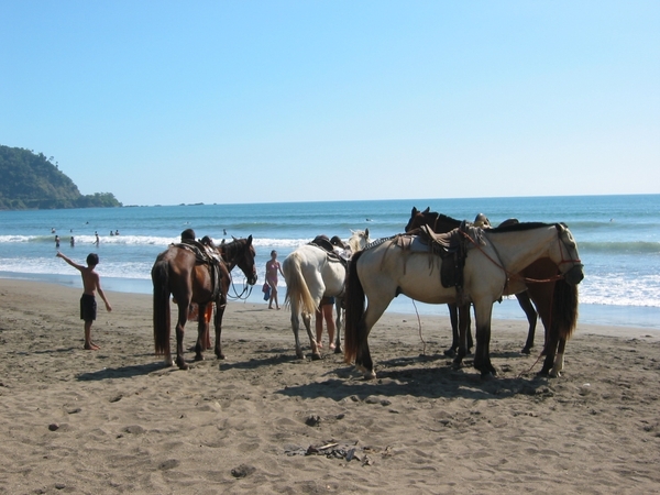 2006-12  270 Jaco paarden