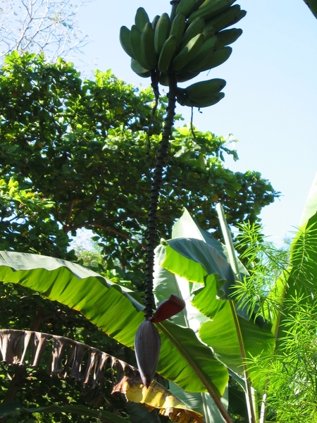 2007-01  278 Bananenboom